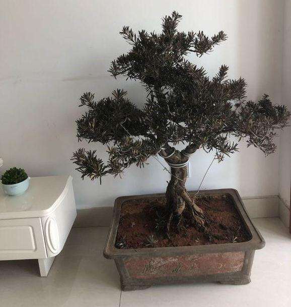 罗汉松盆景放阳台好像要死了怎么办