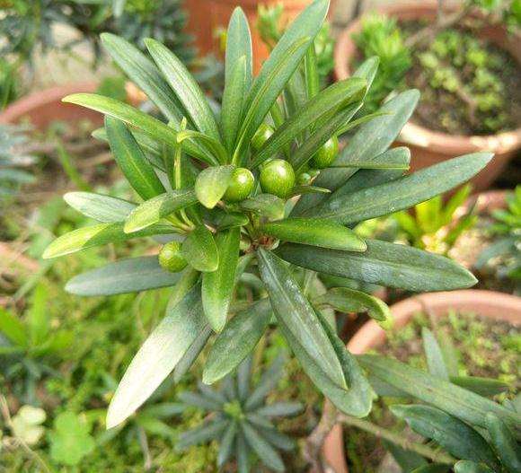 夏季热 罗汉松盆景果子快要烤熟了