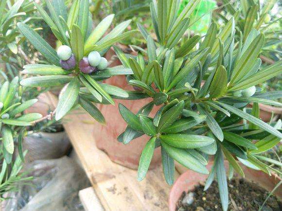 夏季热 罗汉松盆景果子快要烤熟了