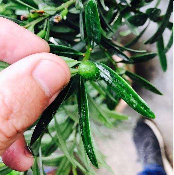 夏季热 罗汉松盆景果子快要烤熟了