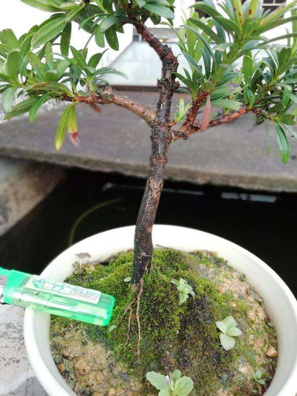 珍珠罗汉松盆景 养六年了 大家看看