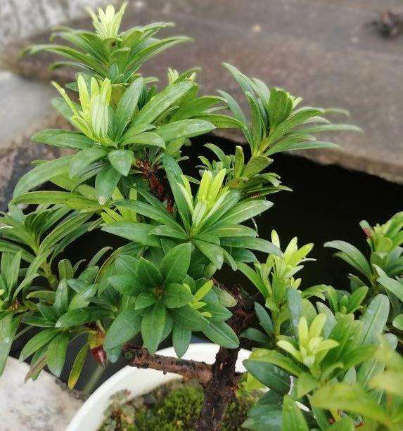 珍珠罗汉松盆景 养六年了 大家看看