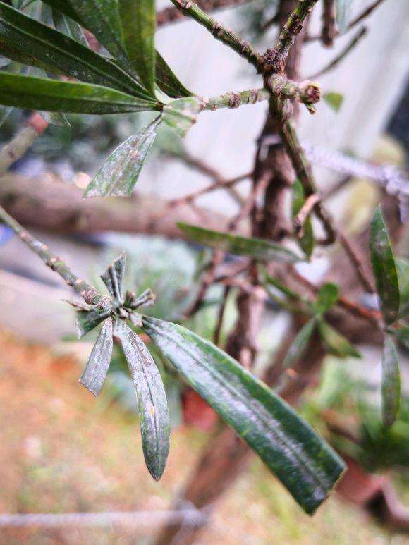 罗汉松盆景叶子白白的 是不是白粉病