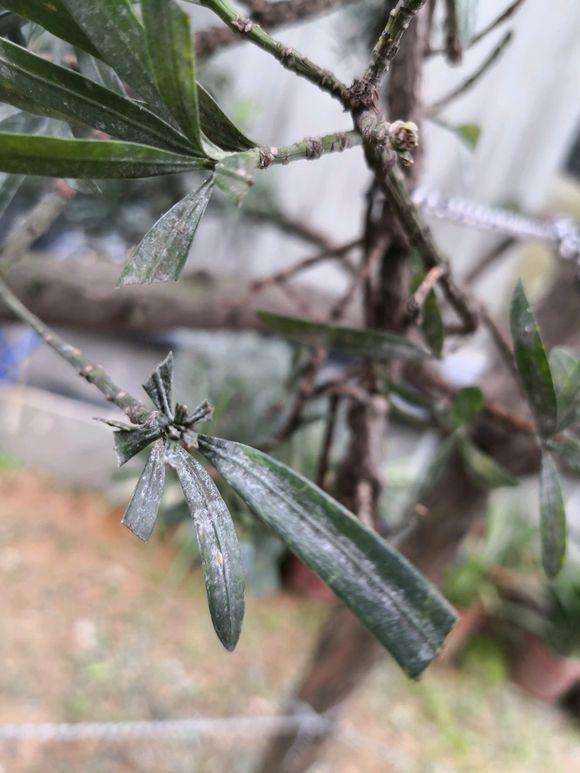 罗汉松盆景叶子白白的 是不是白粉病