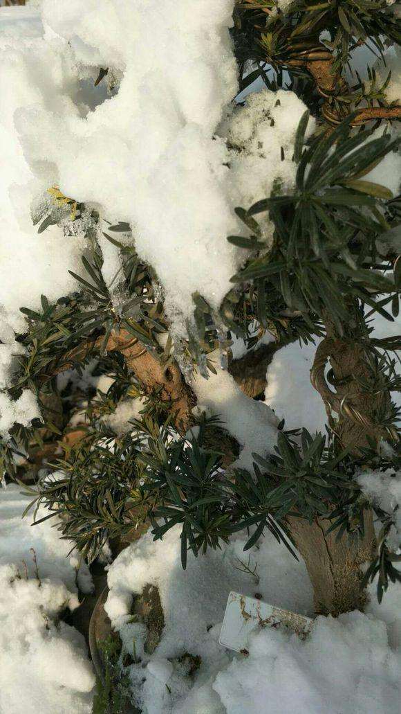 冬季下雪了罗汉松盆景会不会冻死