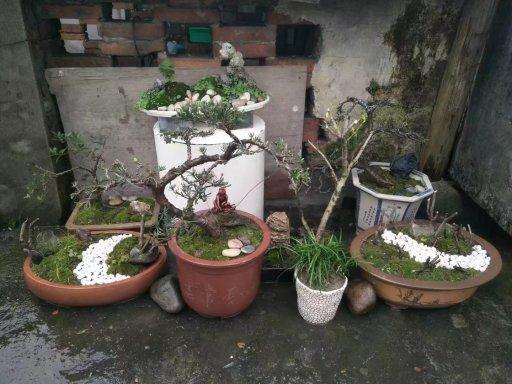 一颗罗汉松盆景的成长日记