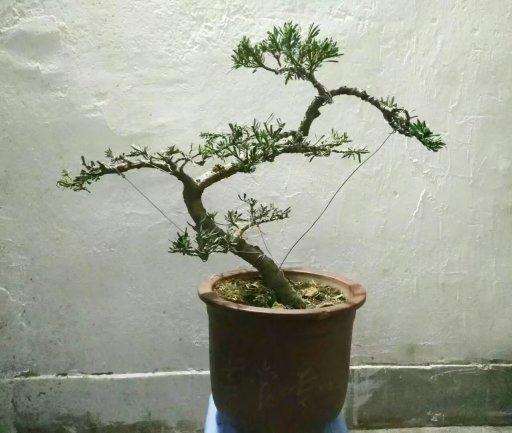 一颗罗汉松盆景的成长日记