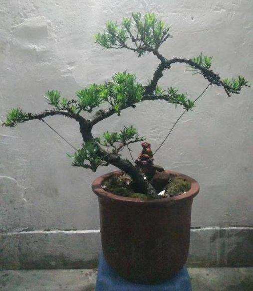 一颗罗汉松盆景的成长日记