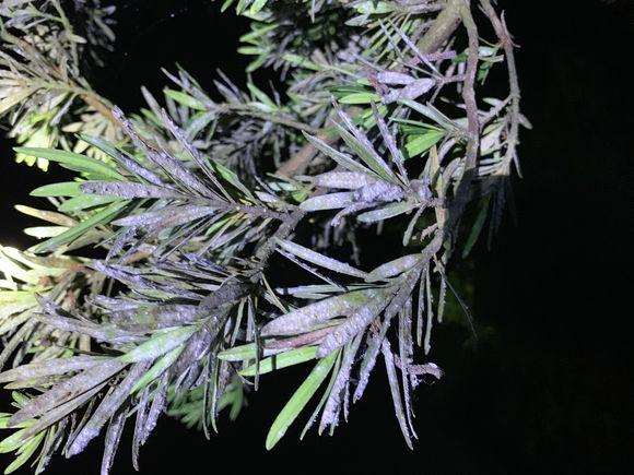 罗汉松盆景叶子成紫褐色是什么病