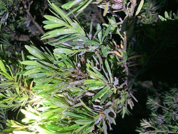 罗汉松盆景叶子成紫褐色是什么病