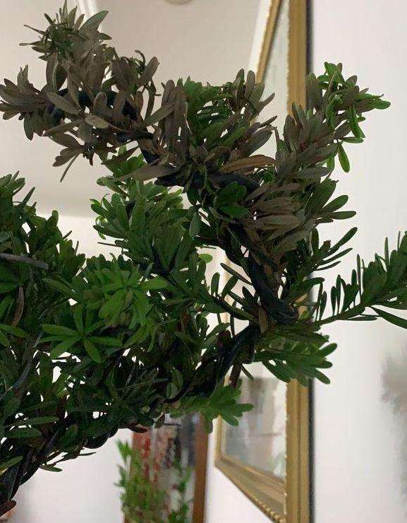 罗汉松盆景早晚各喷水一次