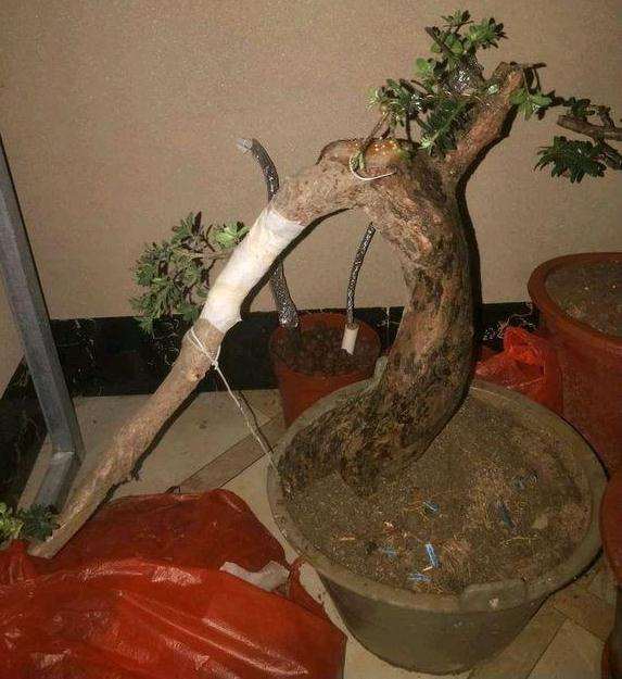 罗汉松盆景早晚各喷水一次