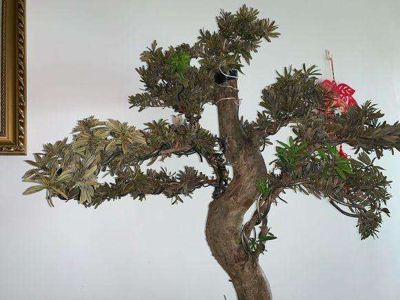 罗汉松盆景早晚各喷水一次