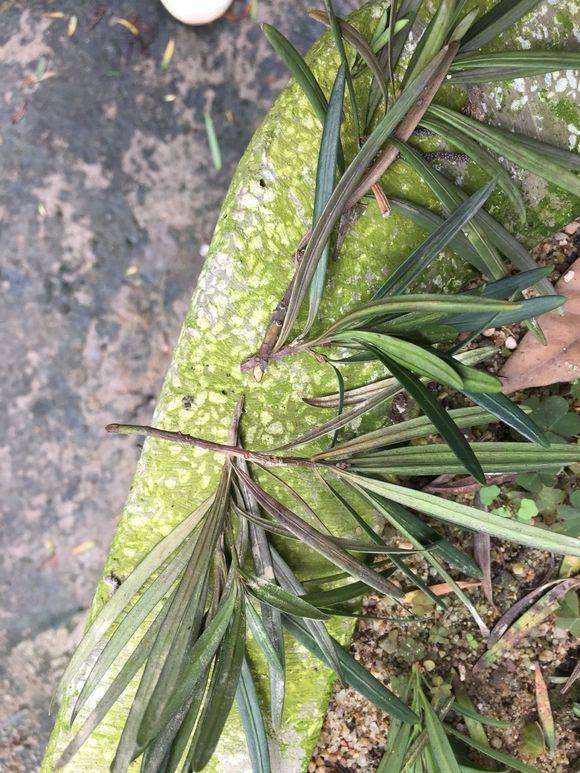 罗汉松盆景枝丫开始黄叶枯萎怎么办