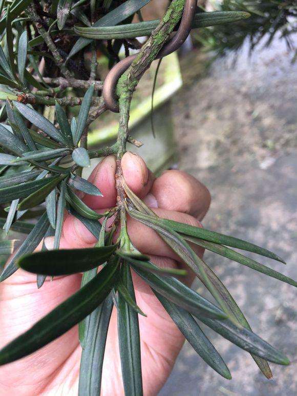 罗汉松盆景枝丫开始黄叶枯萎怎么办