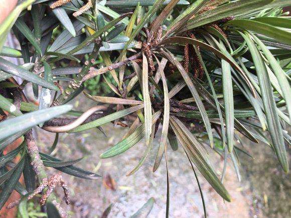 罗汉松盆景枝丫开始黄叶枯萎怎么办