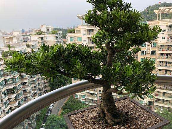 东莞罗汉松盆景带盆一千多元 贵不贵