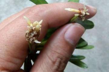 江苏省的一个私人盆景园 图片