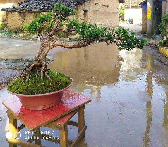 江苏罗汉松盆景露天栽种 耐寒吗