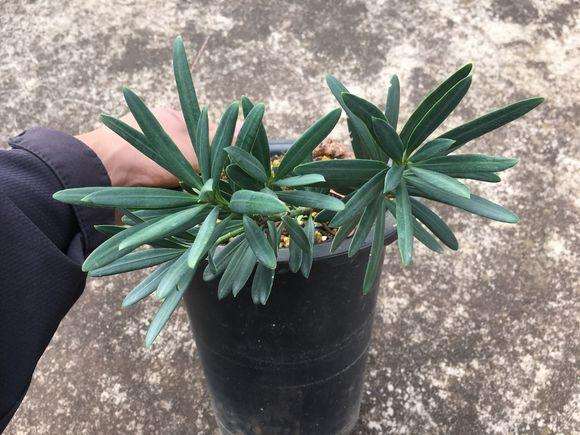 为什么用弥渡罗汉松冒充大理罗汉松盆景