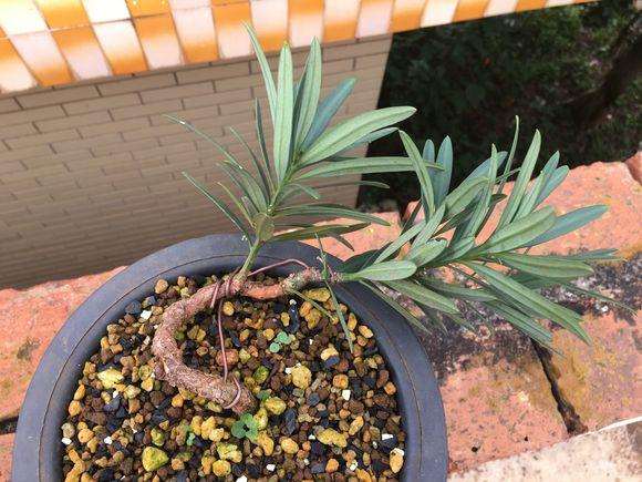 为什么用弥渡罗汉松冒充大理罗汉松盆景