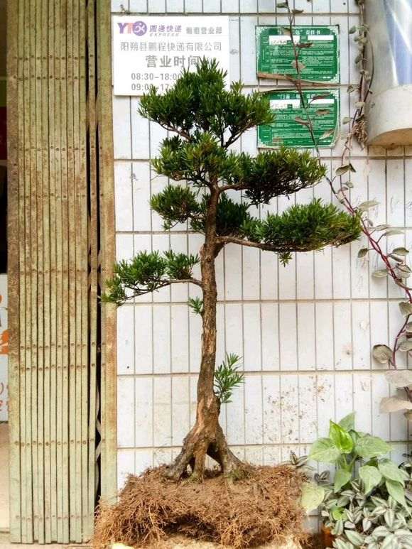 这棵罗汉松盆景价格1600贵吗 我买了