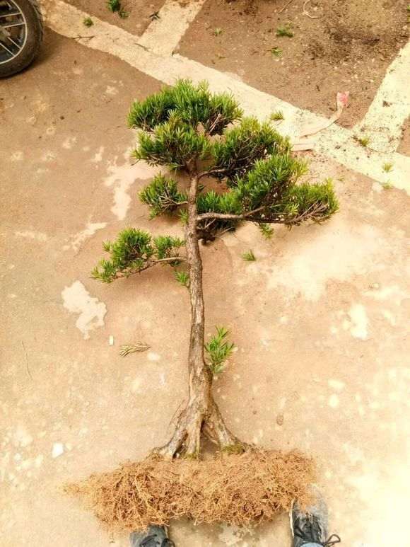 这棵罗汉松盆景价格1600贵吗 我买了