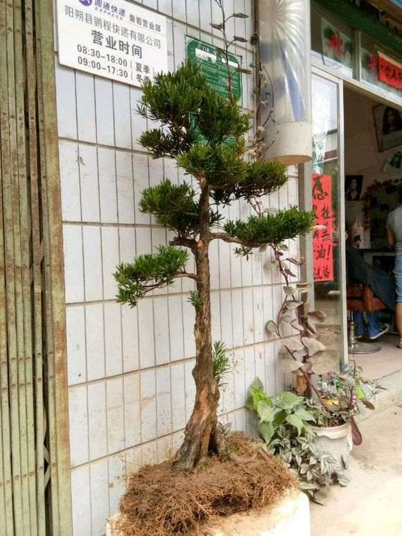 这棵罗汉松盆景价格1600贵吗 我买了