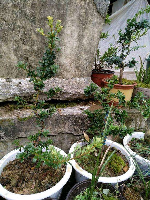 罗汉松盆景根上长满小颗粒