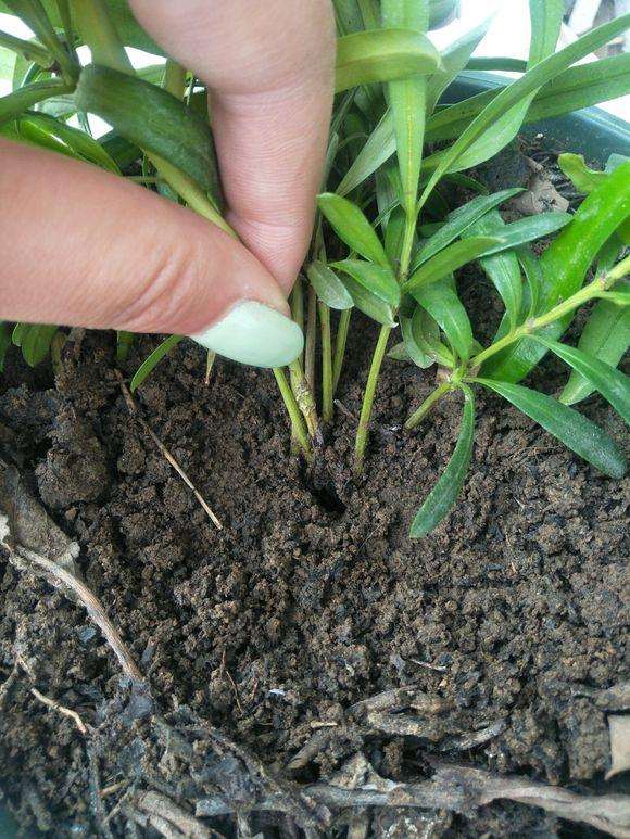 罗汉松盆景的黑枝然后就死了 什么原因