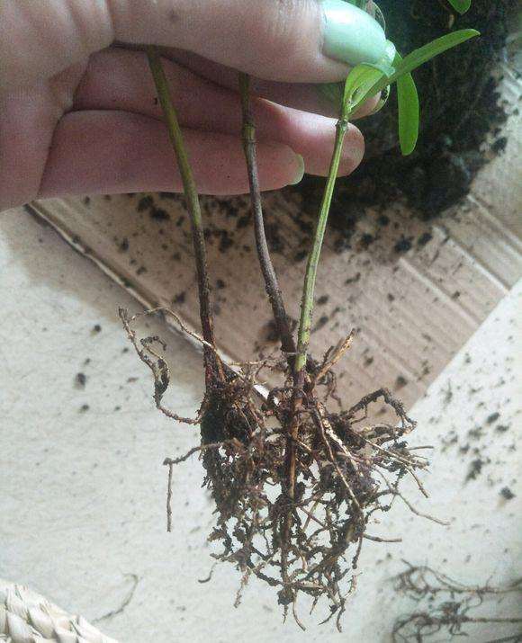 罗汉松盆景的黑枝然后就死了 什么原因