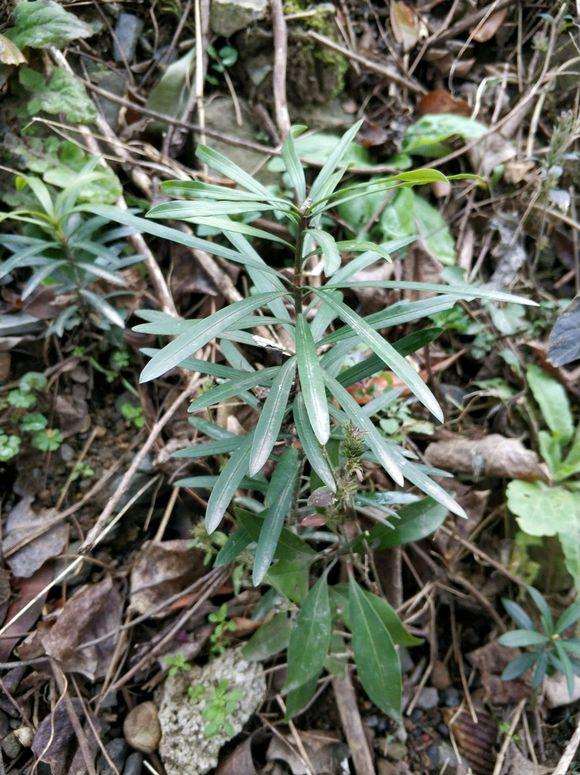 路边罗汉松盆景小苗 挖去怎么制作盆景