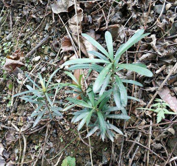 路边罗汉松盆景小苗 挖去怎么制作盆景