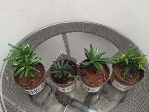 大理罗汉松盆景分四个品种