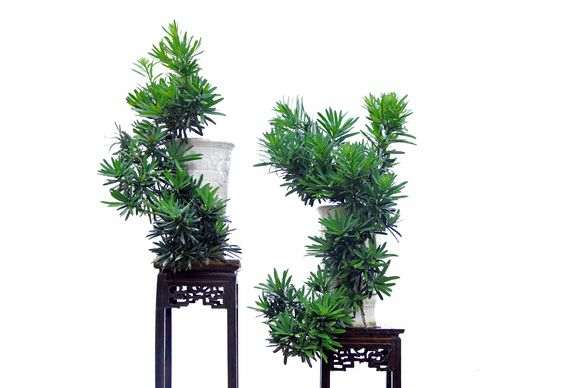 大理罗汉松盆景分四个品种