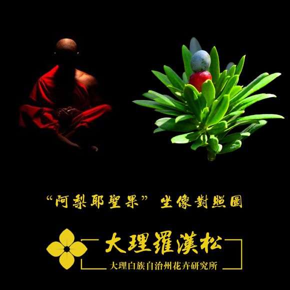 大理罗汉松盆景分四个品种