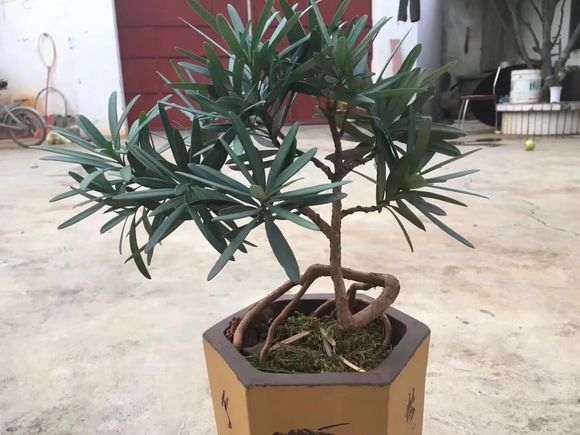 这家淘宝店卖的大理罗汉松是不是真的