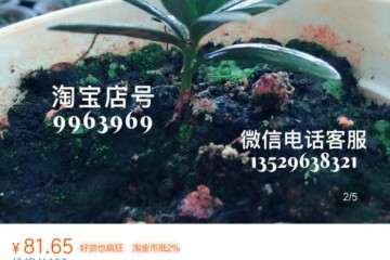这家淘宝卖的大理罗汉松盆景是不是真的