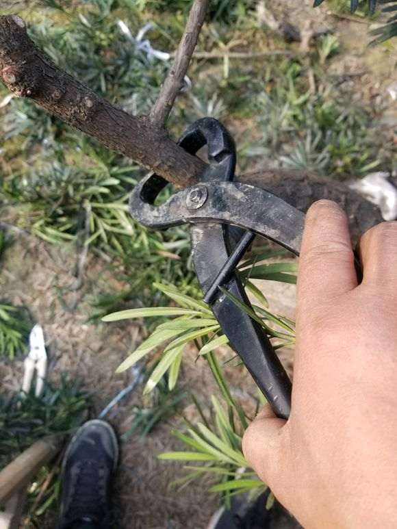 图解 罗汉松盆景怎么拿弯的步骤