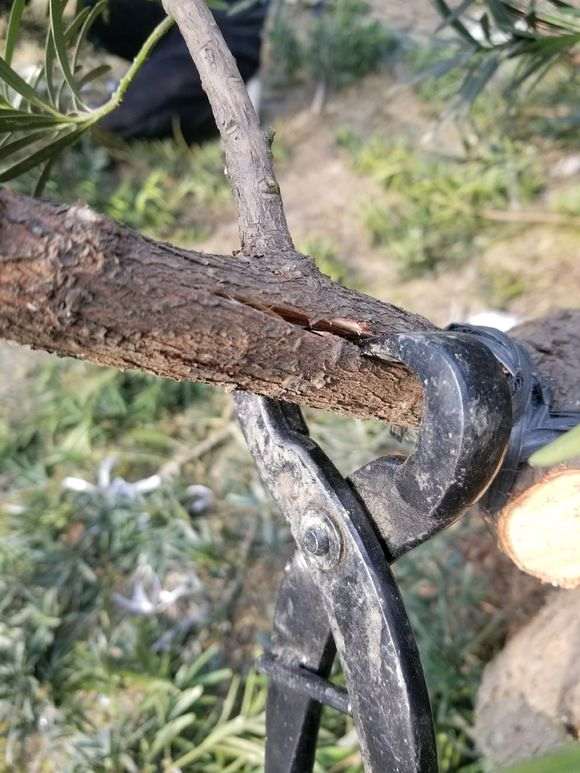 图解 罗汉松盆景怎么拿弯的步骤