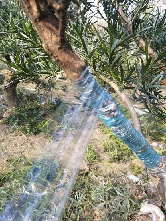 图解 罗汉松盆景怎么拿弯的步骤