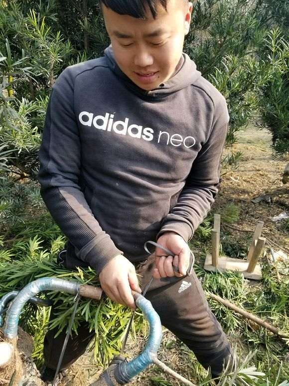 图解 罗汉松盆景怎么拿弯的步骤