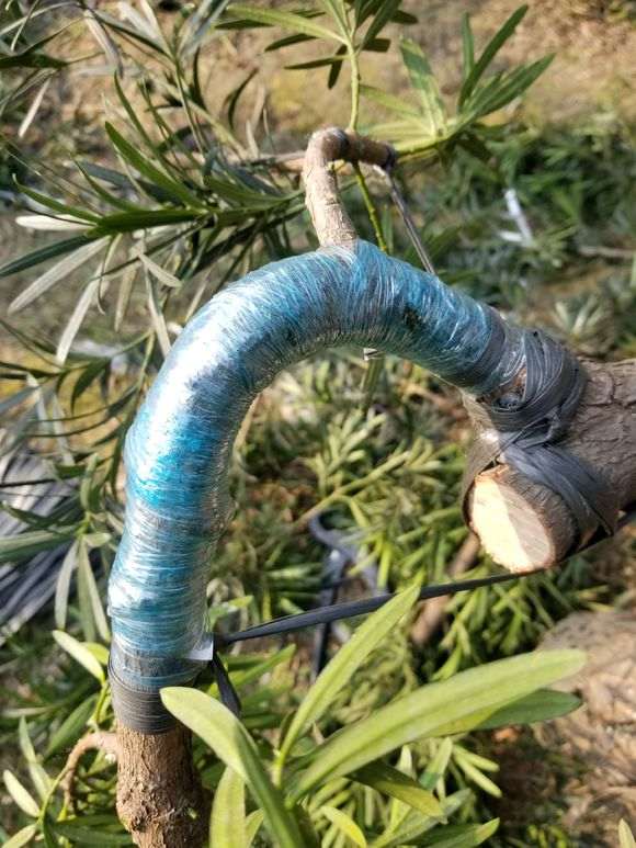 图解 罗汉松盆景怎么拿弯的步骤