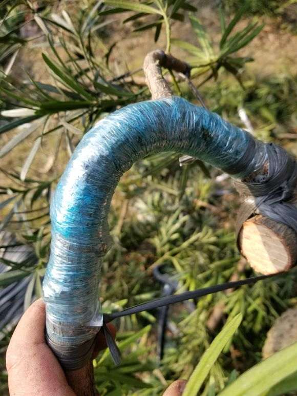 图解 罗汉松盆景怎么拿弯的步骤