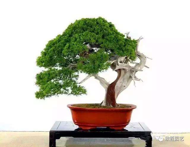 怎么快速掌握盆景摄影技术的方法