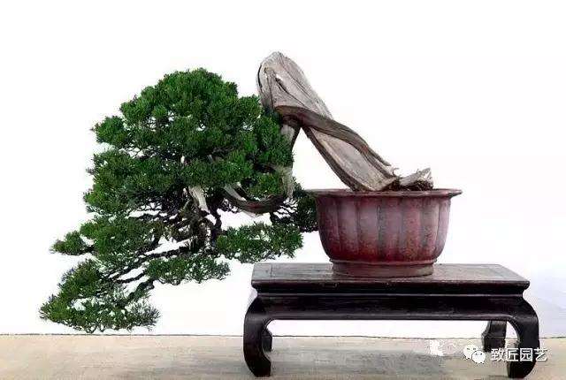 怎么快速掌握盆景摄影技术的方法