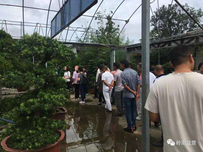 广东岭南盆景培训班赴如皋考察侧记