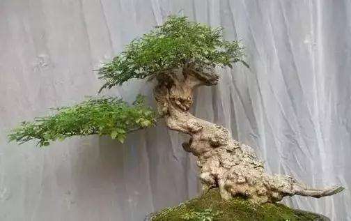 黄荆盆景黄叶怎么办