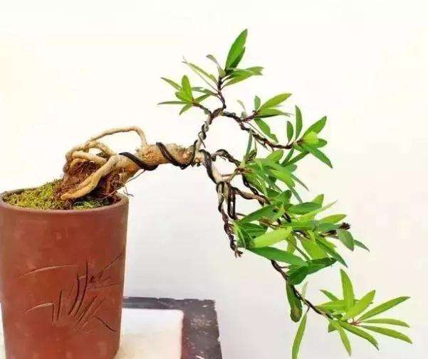 水蜡盆景怎么栽种造型的方法