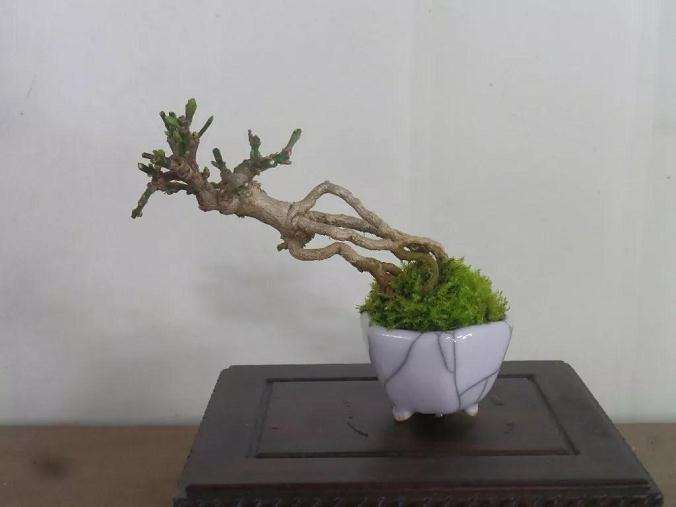 微型小品盆景怎么翻盆换土的方法